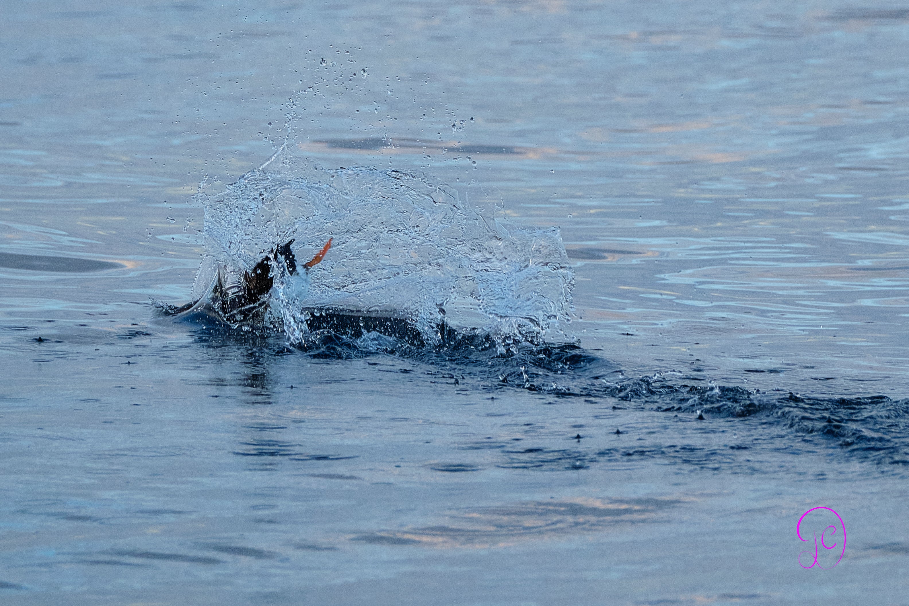 Norwegian Wildlife